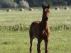 dressage horse Jalique (Oldenburg, 2023, from Glock's Johnson Tn)