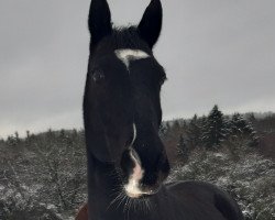 Springpferd Bebsi (Trakehner, 2008, von Kostolany)