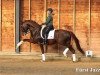 stallion Fürst Jazz (KWPN (Royal Dutch Sporthorse), 2013, from Fürst Romancier)