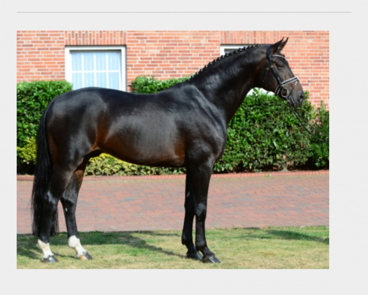stallion Fürst Romancier (Oldenburg, 2004, from Fürst Heinrich)