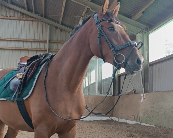 dressage horse Steendieks Pennylotta (German Riding Pony, 2019, from FS Daddy Cool)
