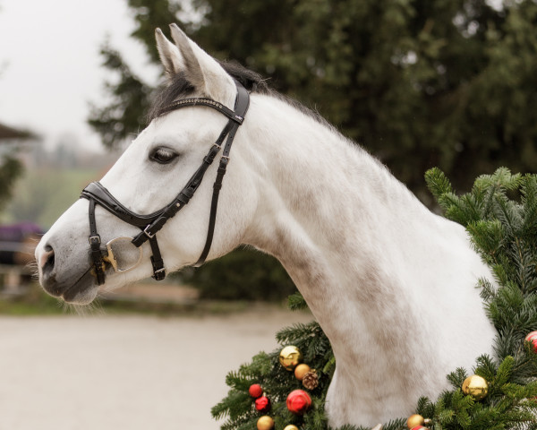 Springpferd Top Vienta (Deutsches Reitpony, 2017, von Top Vidal)