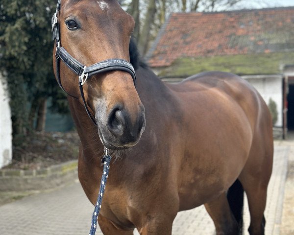 jumper Charmeur du Coeur 3 (Mecklenburg, 2018, from Carkoso)