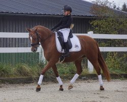 broodmare Haiti 18 (German Riding Pony, 2011, from Hemingway B)