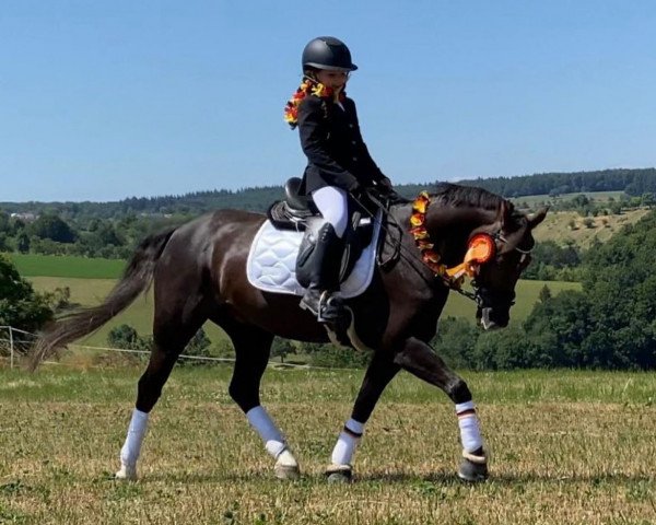 Dressurpferd Campari 277 (Welsh Pony (Sek.B), 2003, von Carnuet)