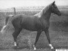 horse Alla-Al-Jebal ox (Arabian thoroughbred, 1942, from Alla Amarward ox)