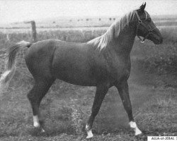 horse Alla-Al-Jebal ox (Arabian thoroughbred, 1942, from Alla Amarward ox)