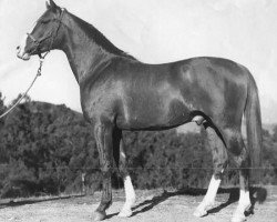 stallion Baarabi ox (Arabian thoroughbred, 1942, from Rabiyas EAO)