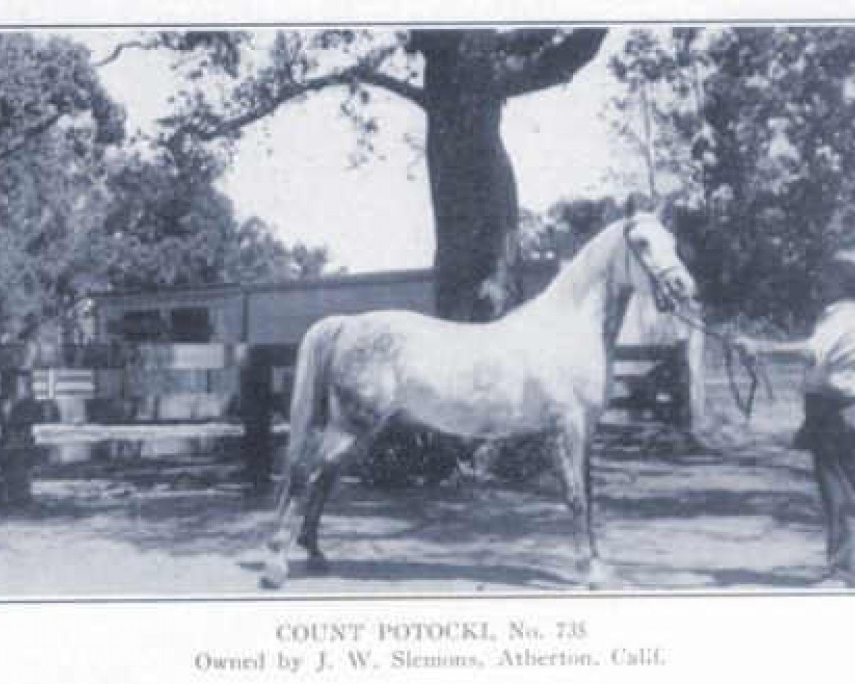 horse Count Potocki ox (Arabian purebred, 1929, from Raseyn 1923 ox)