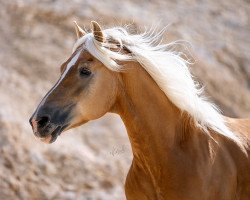 Deckhengst liz. 376/T Stakkato (Haflinger, 2005, von liz. 201/T Standschütz)