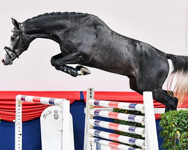 stallion Cabalu (Oldenburg show jumper, 2019, from Colman)