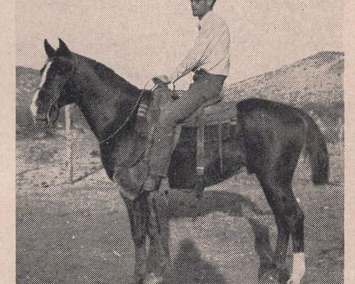horse Zalejman ox (Arabian purebred, 1947, from Sulejman ox)