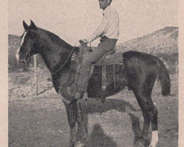 horse Zalejman ox (Arabian thoroughbred, 1947, from Sulejman ox)