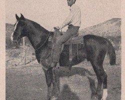 Pferd Zalejman ox (Vollblutaraber, 1947, von Sulejman ox)