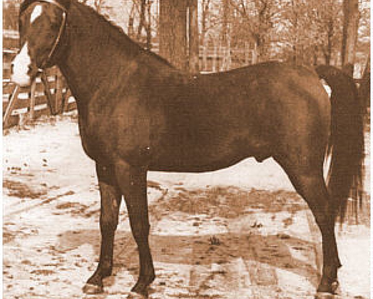 stallion Katar 1929 ox (Arabian purebred, 1929, from Gulastra ox)