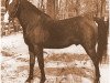 stallion Katar 1929 ox (Arabian thoroughbred, 1929, from Gulastra ox)