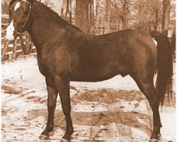 stallion Katar 1929 ox (Arabian thoroughbred, 1929, from Gulastra ox)