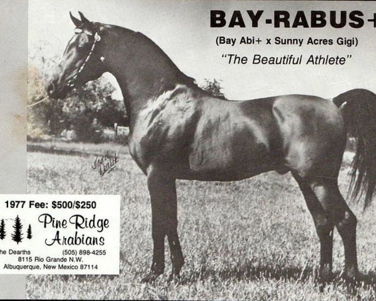 stallion Bay-Rabus ox (Arabian purebred, 1968, from Bay-Abi ox)