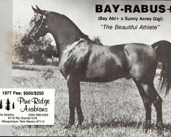 stallion Bay-Rabus ox (Arabian thoroughbred, 1968, from Bay-Abi ox)