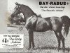 stallion Bay-Rabus ox (Arabian thoroughbred, 1968, from Bay-Abi ox)