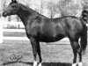 broodmare Bur-Lee ox (Arabian thoroughbred, 1961, from Bu-Zahr ox)