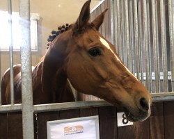 dressage horse Esprit 412 (KWPN (Royal Dutch Sporthorse), 2009, from San Remo)