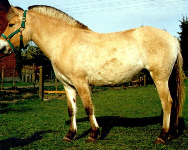 broodmare Barella (Fjord Horse, 1987, from Talman K)