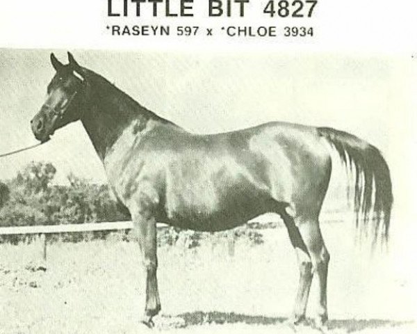 broodmare Little Bit ox (Arabian thoroughbred, 1948, from Raseyn 1923 ox)