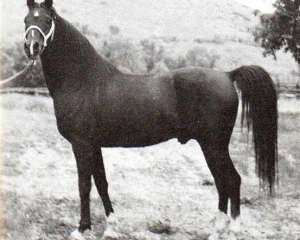 stallion Ybabi ox (Arabian, 1943, from Babyat ox)