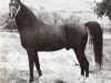 stallion Ybabi ox (Arabian, 1943, from Babyat ox)