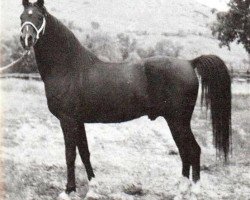 stallion Ybabi ox (Arabian, 1943, from Babyat ox)