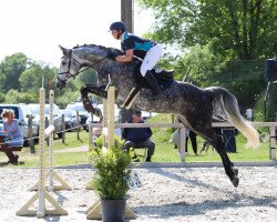 Zuchtstute Himmel MCF (Holsteiner, 2015, von Chin Champ)