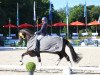 dressage horse Macron 2 (Oldenburg, 2017, from Morricone)