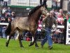 Deckhengst Maghera Fadda Lad (Connemara-Pony, 2005, von Rynn Richard)