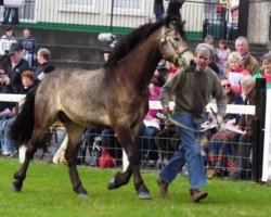 Deckhengst Maghera Fadda Lad (Connemara-Pony, 2005, von Rynn Richard)