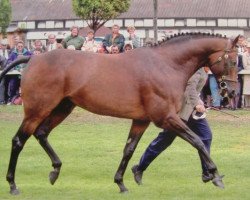 stallion Colourfield xx (Thoroughbred, 1983, from Sallust xx)