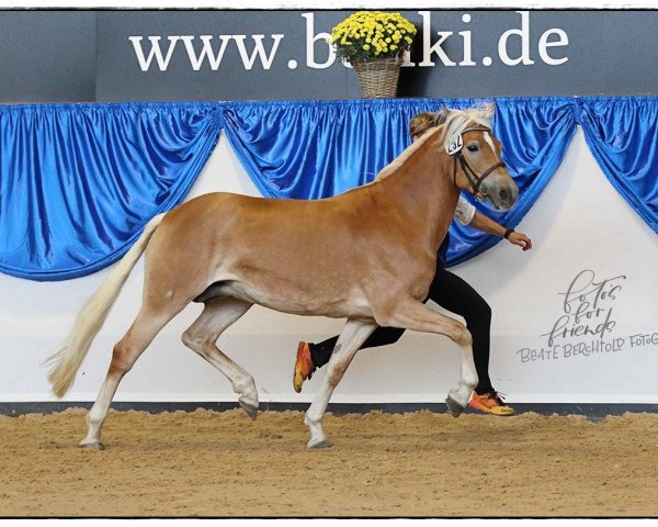 broodmare Ophelia (Edelbluthaflinger, 2018, from Starino (9,19% ox))