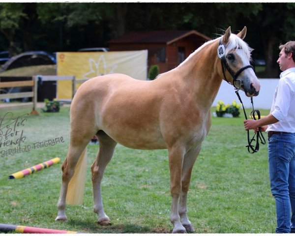 dressage horse Orea (Edelbluthaflinger, 2020, from Sonnenkönig-Gold)