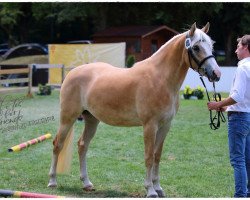 dressage horse Orea (Edelbluthaflinger, 2020, from Sonnenkönig-Gold)