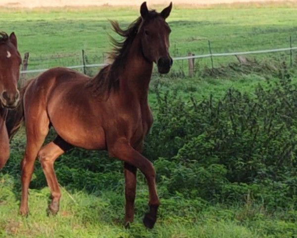 dressage horse Delaya (Oldenburg, 2022, from Vainqueur)