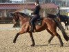 broodmare Loredana 31 (Rhinelander, 2012, from Lord Carnaby)