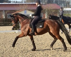 broodmare Loredana 31 (Rhinelander, 2012, from Lord Carnaby)