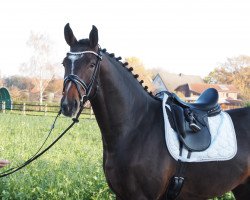 jumper Cafe's Acolino (Oldenburg show jumper, 2021, from Cafe au lait 2)