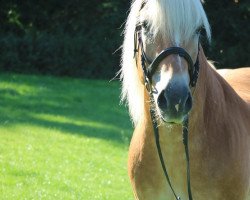 horse Nando (Haflinger,  )