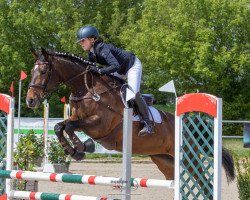 Pferd Zaubertänzerin (Trakehner, 2014, von Tambour)