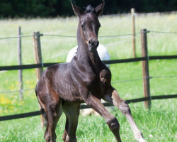 dressage horse Billy (Austrian Warmblood, 2022, from DSP Best Secret)