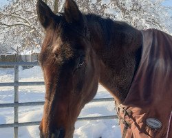 dressage horse Chinetto (Bavarian, 1996, from Caprimond)