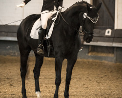 dressage horse Dark Pearl 16 (Hanoverian, 2011, from Don Crusador)