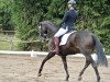 dressage horse Silent Night 4 (German Sport Horse, 2010, from San Muscadet)