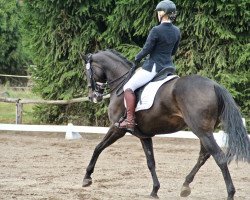 dressage horse Silent Night 4 (German Sport Horse, 2010, from San Muscadet)